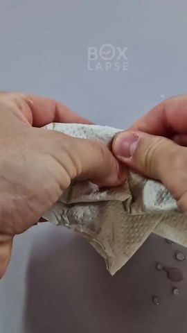 Lemon Tree Time Lapse