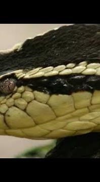Giant Bothrops Jararacussu - a highly venomous pit viper!
