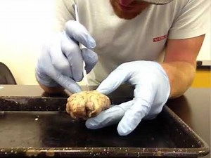 Sheep Brain Dissection Tutorial