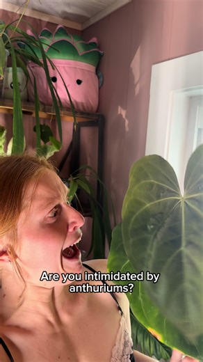 Anthurium Care Course for Enthusiasts and Beginners