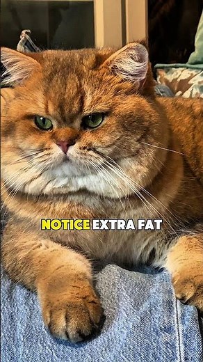 5 Signs Your Cat is Overweight 🐈