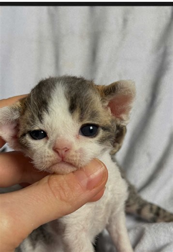 #LuxuryCats #catlover #devonrex