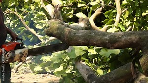 Lumber man cross cut tree branch with chainsaw