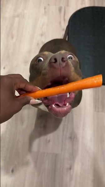 Healthy Homemade Dog Treats