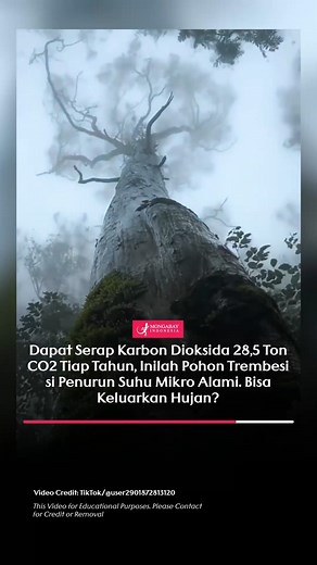 Pohon Hujan (Albizia saman atau Samanea saman), yang dikenal juga sebagai Rain Tree, memiliki kemampuan menyerap karbon dioksida (CO2) dalam jumlah yang signifikan, yaitu sekitar 28,5 ton per tahun. Namun, perlu diperjelas bahwa pohon ini tidak secara harfiah "mengeluarkan air seperti hujan." Nama "Rain Tree" sebenarnya berasal dari fenomena di mana daun pohon ini mengeluarkan cairan berupa tetesan air saat kelembaban tinggi atau setelah hujan, tetapi bukan berarti pohon ini menghasilkan hujan.