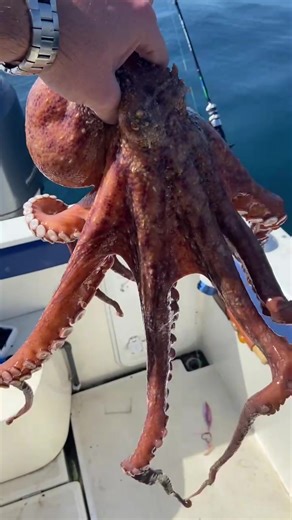 My octopus teacher #catchandrelease #fishing #fyp #sustainable #octopus #myoctopusteacher #bait #jigging