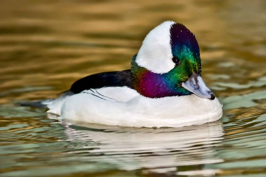 Meet the Bufflehead, the Smallest Diving Duck in North America