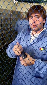 11K views · 134 reactions | Algarve Golden Race one loft powered by Vanrobaeys. | Vanrobaeys - Belgian Top Quality Pigeon Feed | Facebook