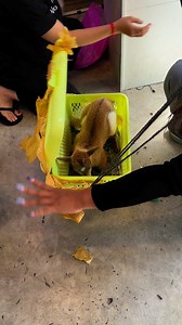 530K views · 10K reactions | Mini goat #pet #reptiles | Pet Shelter | Facebook