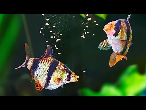 10 of Our Favorite Foods for Aquarium Fish