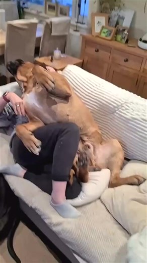 3.4K views · 92 reactions | Ruth and dex wrestling on the sofa again dex won this one Ruth殺殺殺 #canecorso #animalworld #dogsofinstagram #dog #canecorsopuppy #mastiff #italianmastiff #dogs #canecorsoofinstagram #canecorsoitaliano #puppy #pitbull #canecorsolove #canecorsolife #canecorsolovers | Cane Corso USA. | Facebook