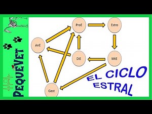 El CICLO ESTRAL en las hembras domésticas 🌼