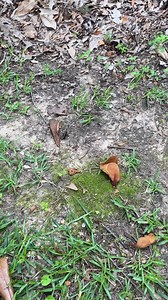 Why Do all the weird ones show up here?! #garden #bugs #texas #fromsuitstoboots | From Suits to Boots