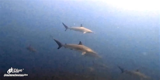 Whether it’s your first breath underwater or your next big dive Join Subsurface Scuba the Reef Clean Team Sunshine Coast for unforgettable underwater experiences. 🦈 Scuba Dive with SHARKS 🐢 Swim with TURTLES ✅ Try Scuba – No experience needed! ✅ Get Certified – Learn how to scuba dive! 💙 Explore our breathtaking reefs in Noosa, Mooloolaba & the Gold Coast! 📅 Book now: www.subsurfacescuba.com 📞 Call: 61 7 5493 9097 🌍 Same Planet. Different World. #sharkdiving #swimwithturtles #scubadiving #