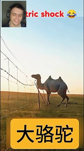 Animals vs Shock Fence ⚡️ #eletricfence #funnymoments #funnyanimals | Eletric FENCE