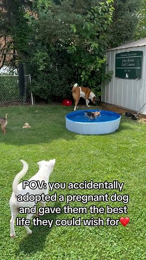 A Loving Family of 6 Dogs: Heartwarming Adoption Story