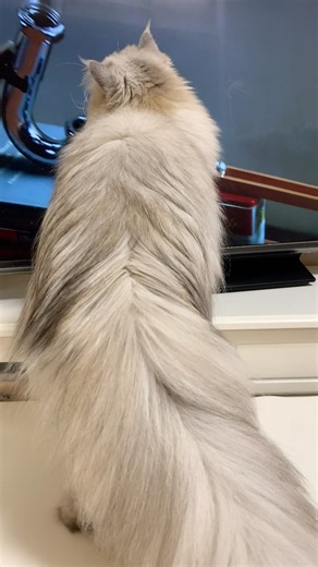 【#ペルシャ王国】始まった瞬間に立ち上がる…？！ピタゴラスイッチ大好きすぎるニャン☆ろここ様♬ #ペルシャ猫ろここ #ろここダイアリー #ねこ #子猫 #猫 #ぺるしゃ #cat #shorts