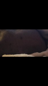 There's a huge potato on my bed right now | Bambam The Hairless Munchkin