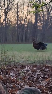These are the days that keep you coming back #turkeyhunting #hunting