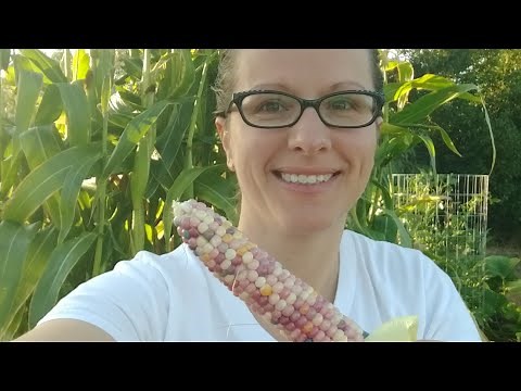 Harvesting Heirloom Corn & Tips for Growing Corn