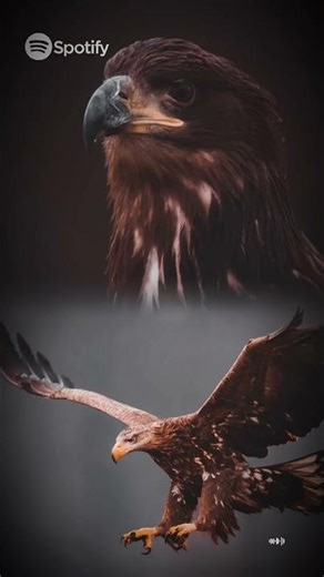 🦅 White-tailed eagle#WhiteTailedEagle