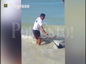 43K views · 372 reactions | #Progreso :. Bomberos rescatan mantarraya Bomberos de la SSP rescataron una mantarraya Águila de 3 metros de largo, que estaba atrapada entre las redes de pesca. El bello animal recaló en las playas de #Chelem. Afortunadamente regresó sana al océano. | Por Esto Online | Facebook