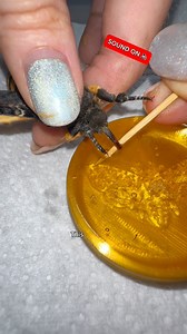 3.2M views · 12K reactions | Sound on for moth squeaks! I’m feeding the deaths head hawk moth honey mixed with water and I need to do this because I don’t think he understands that there is food in the dish, so he won’t unravel his proboscis on his own which is why I help him! In the wild these moths will feed by stealing honey from bee hives | Jumping spider & Moth life | Facebook