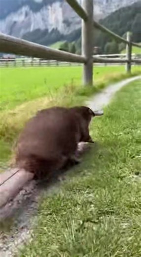 Discover the Adorable Platypus: Nature's Unique Creature