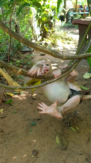 Lovely baby monkey Yoya playing on tree🥰🥰 | Monkey Koko