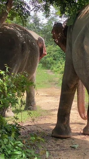 Heartfelt Elephant Feeding Moments | Love, Care & Visitor Reactions at the Sanctuary