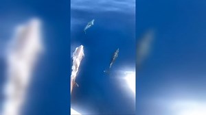¡Qué bonitos! El barco que va hacia Tabarca ha estado hoy acompañado de un nutrido grupo de delfines. Así han interactuado con la embarcación en su travesía hacia Tabarca y así los ha podido grabar Nicolás Ezequiel Machado. | Proyecto Mastral - El Tiempo en Torrevieja