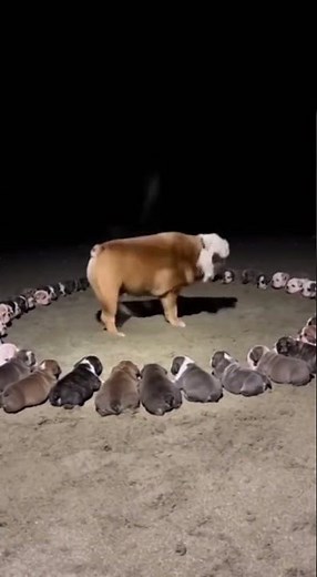 These Puppies Just Started a Dance Battle