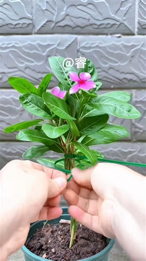 Periwinkle Braided Lollipop Shape 🌸 Pinch the Tips for More Branches & Endless Blooms!shortvideo 🌻🪴🌵