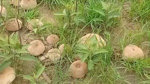 Mushroom from the bush | Zimbabwe Professional Farmers