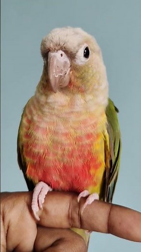 Pineapple conure talking
