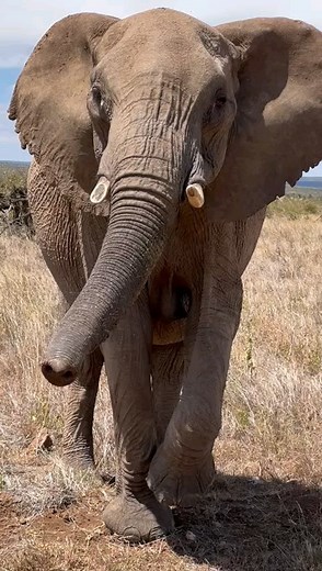 23K views · 520 reactions | An elephant trunk has up to 40,000...
