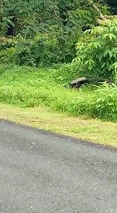 103K views · 1.7K reactions | Splendid sight of a peacock on the main road passing through Goa University complex at Taleigao on Friday. | Goa News Hub | Facebook