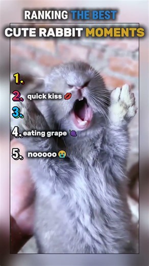 Funny rabbit moment 🐰🐰#rabbit #funnyrabbit #viralvideo