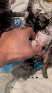 408K views · 41K reactions | Your daily kitten cuteness fix ! | My Little Kittie | Facebook