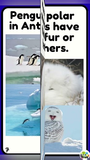 Fact Book… Polar Animals ❄️#preschoollearning #preschool #learningforchildren