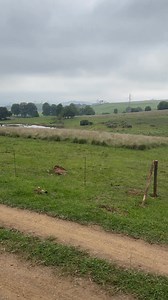 25K views · 576 reactions | Back Home in Howick… | The Buffalo Overlander | Facebook