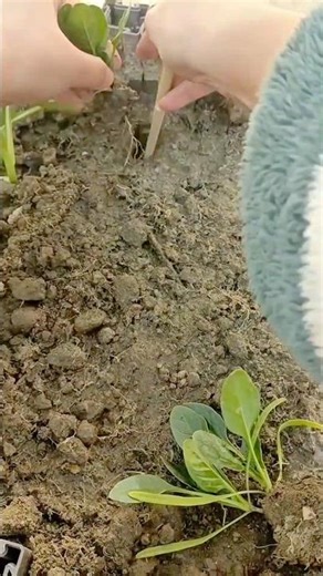 Technique Transplanting Seedlings Using Dibble Stick for Healthy Growth