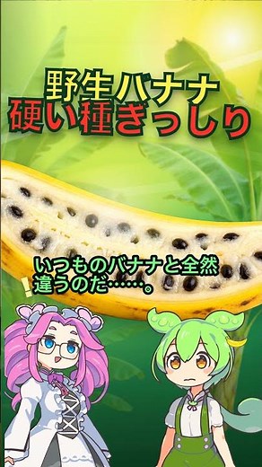 野生バナナ、種だらけすぎる #バナナ #ずんだもん #雑学 #Shorts #ポケモン
