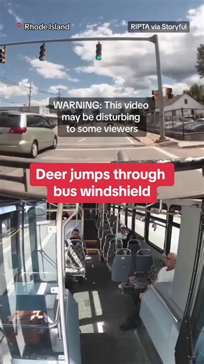 A deer jumped through the windshield of a moving bus in Rhode Island on Monday, shattering it and injuring three of the bus' six passengers. The deer died on the bus. | CBS News