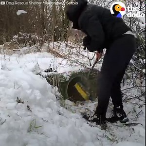 50M views · 2.1M reactions | Dog stops people to save her puppies — they grow up to look just like her  | The Dodo | Facebook