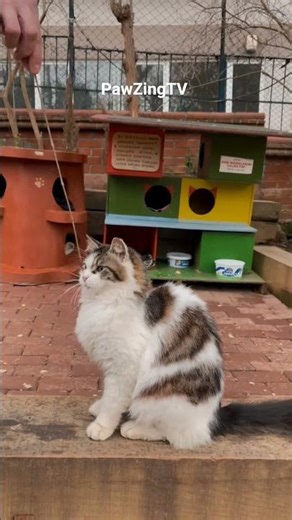 This fluffy cat vs a string = pure entertainment
