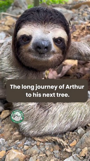 October 20 is International Sloth Day, and we’re bringing back the story of a sloth named Arthur. We met Arthur during fieldwork — a sight that’s sadly common here in Puerto Viejo, Costa Rica. Unless a sloth is in danger, like near a road, dogs, or power lines, the best thing to do is not interfere. Instead, we focus on helping humans and wildlife peacefully coexist — by building canopy bridges and reforesting urban areas to create safe passages for sloths. Make your gift to sloths today at slot