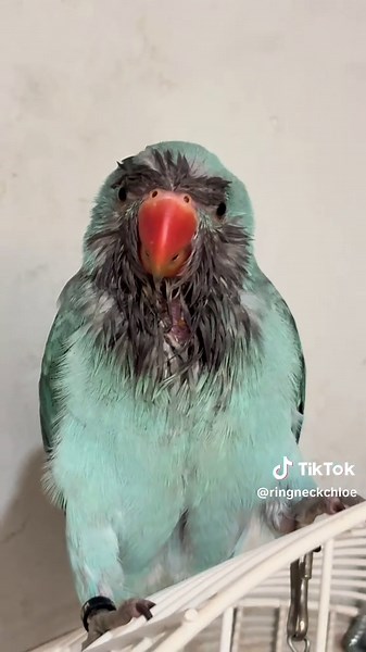 Cloclo: As Aventuras Engraçadas da Chloe