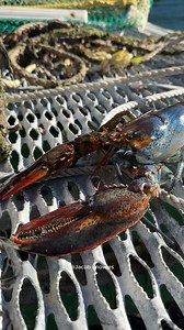 84K views · 1.6K reactions | Bowie the lobster part 5. Treid to get some underwater footage but my go pro wasn’t cooperating. Will get some soon! #maine #lobster #fishing #commercialfishing #lobsterfishing #lobstertok #fy #interesting #DidYouKnow #learn #ocea | Jacob Knowles | Facebook