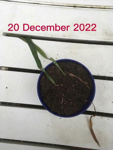 How to grow Amaryllis from seed / How to germinate Amaryllis seeds - with update
